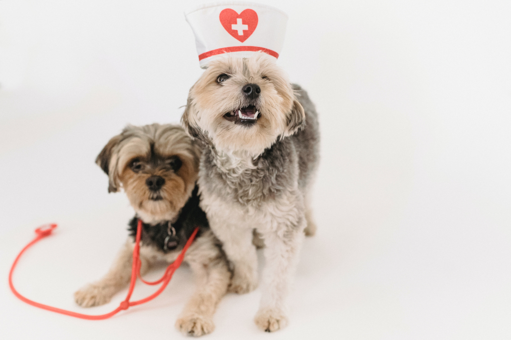 Veterinaria