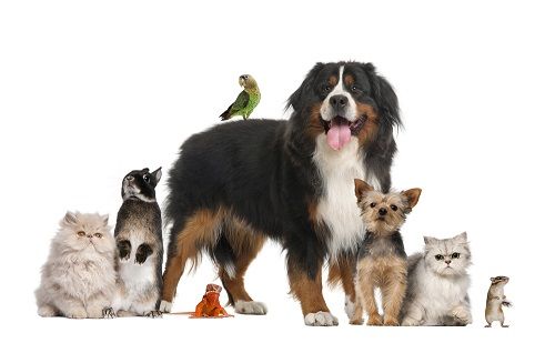 Mascotas