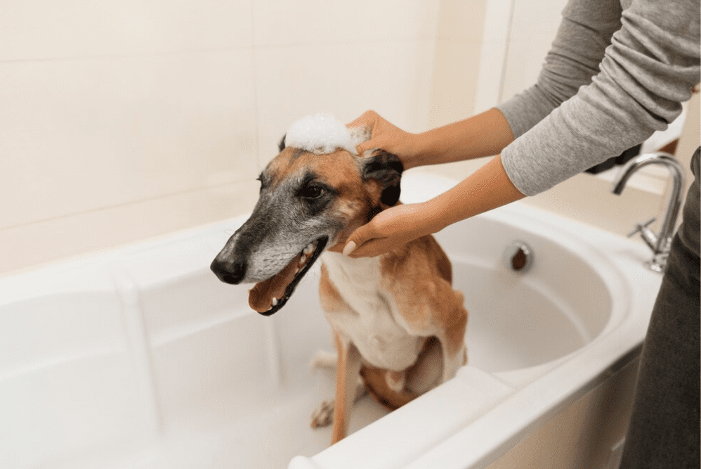 Higiene veterinaria en parafarmacia