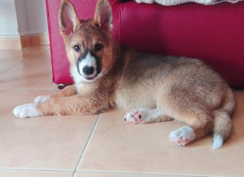 Mascotas