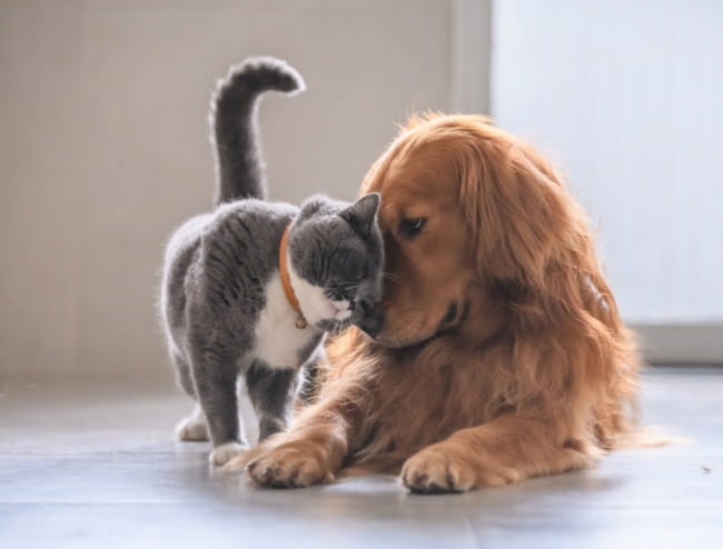 Mascotas